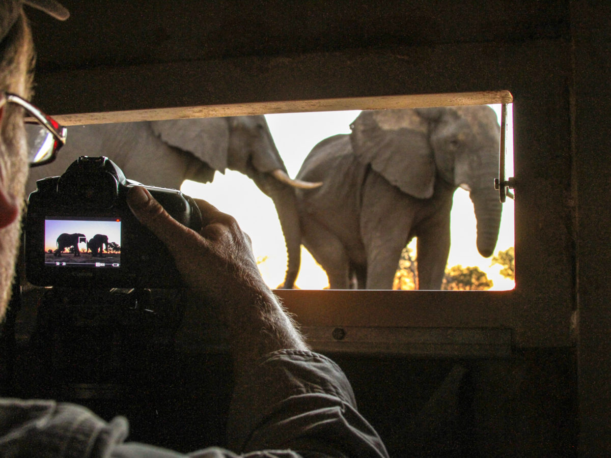 Close up photography of elephant at Hwange