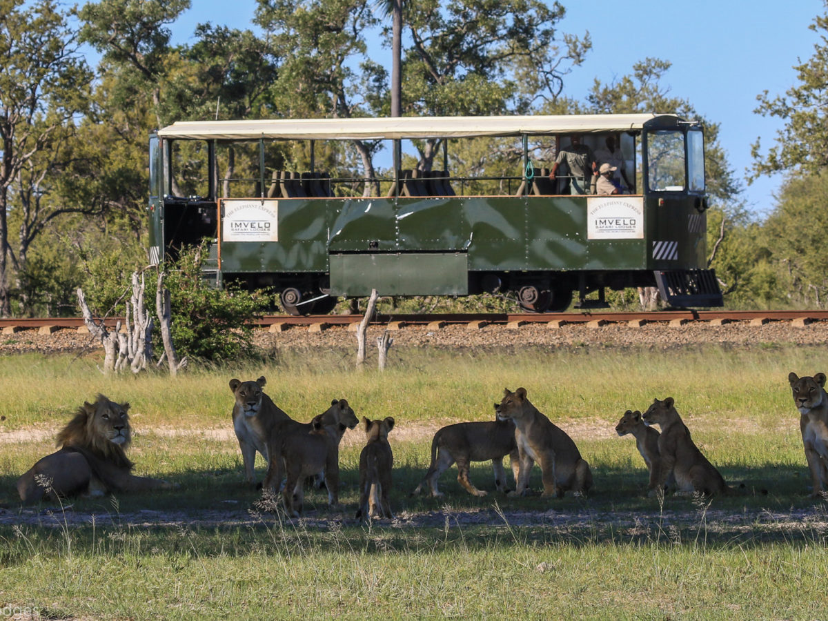 A pride of lions in the shade in front of the the Elephant Express