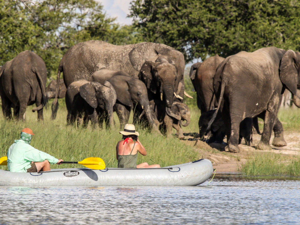 Elephant viewing from canoe