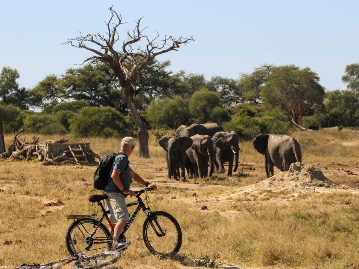 cycling in the bush next to Elephants