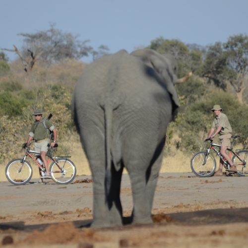 Elephant in the bush with cyclists