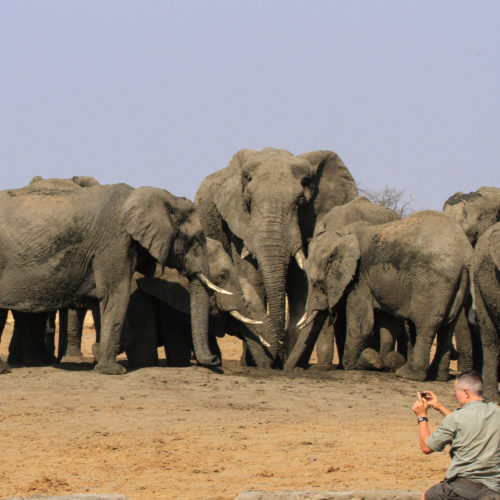 a guest taking a picture of Elephants in the bush