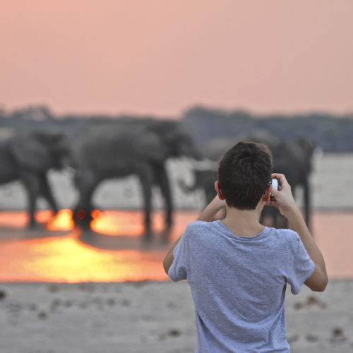 Elephants being photographed
