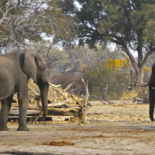 Elephants in the bush Hwange