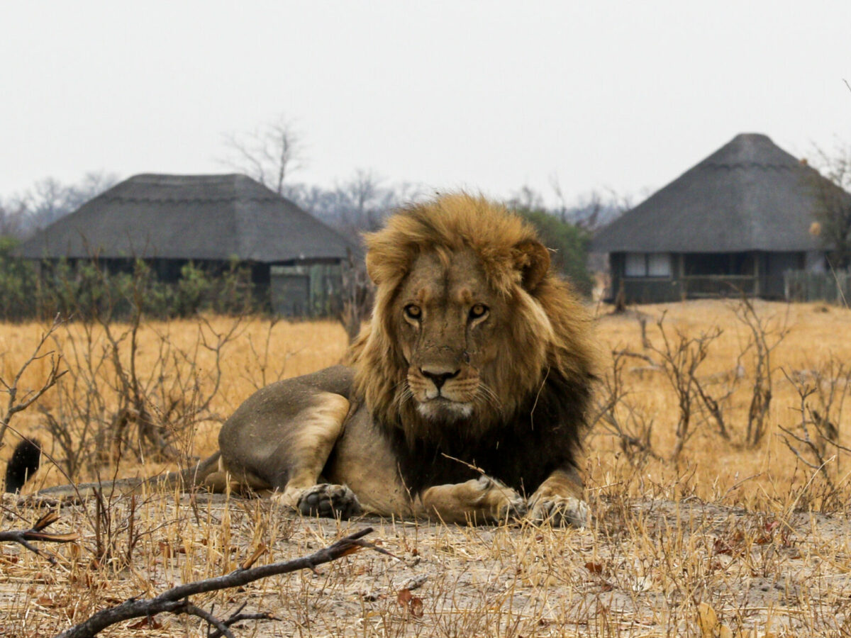 male lion lying down in front of Nehimba Lodge