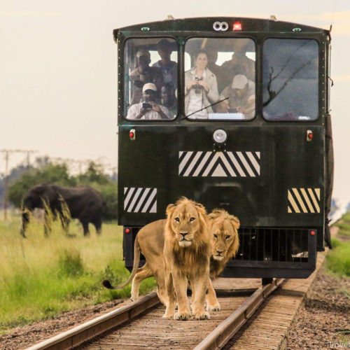 lions on the tracks in front of the Elephant Express