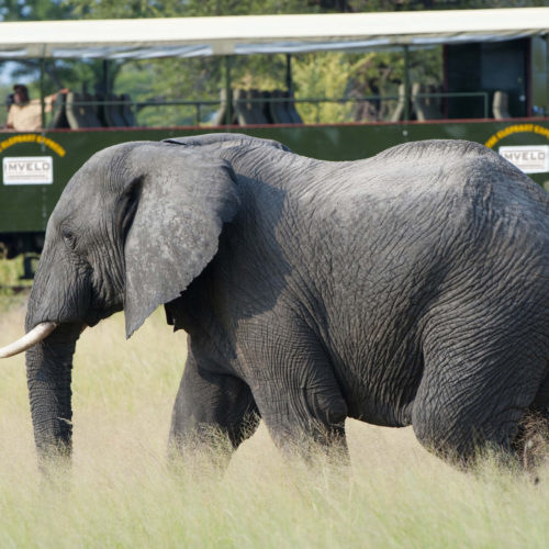 Elephants being viewed from the Imvelo Safari express train