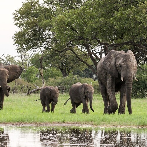 Imvelo - Bomani Tented Lodge (24)