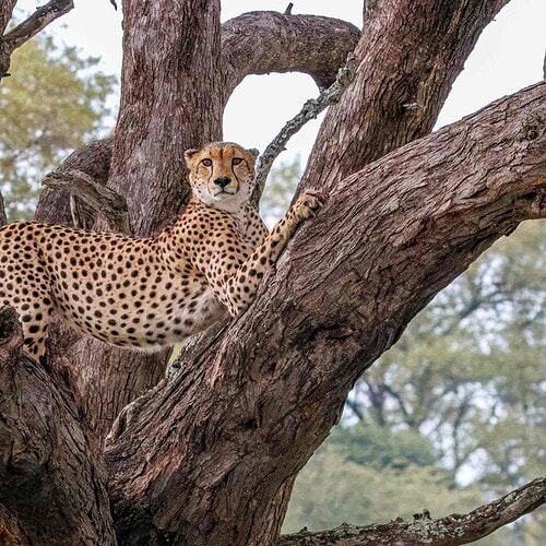 Imvelo - Bomani Tented Lodge (26)