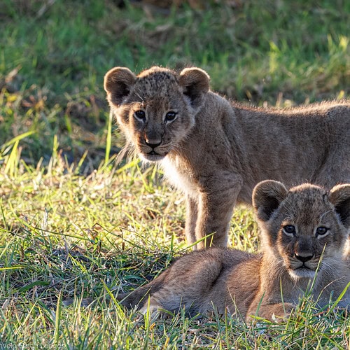 Imvelo - Camelthorn - Thandeka's two cubs (1 of 1)-3