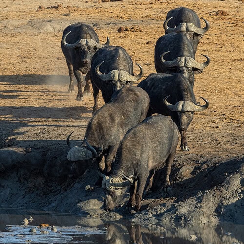 Imvelo - Jozibanini Camp (22)
