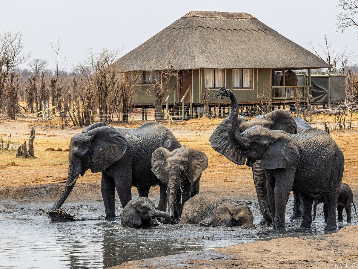 Imvelo - Nehimba Lodge (22)
