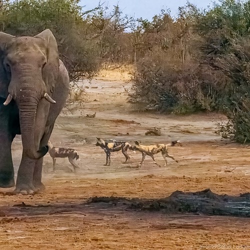 Imvelo - Nehimba Lodge (25)