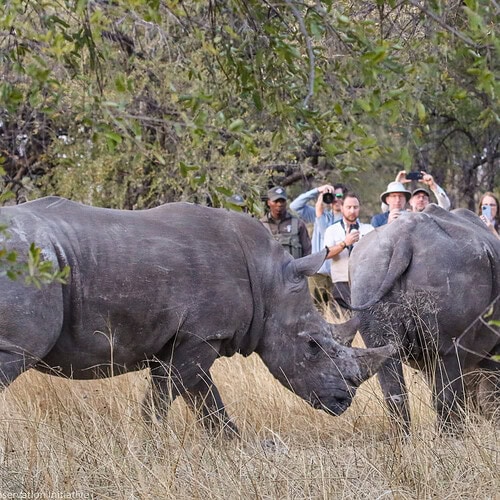 Imvelo - Rhinos CRCI (10)