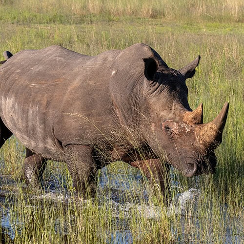 Imvelo - Rhinos CRCI (5)