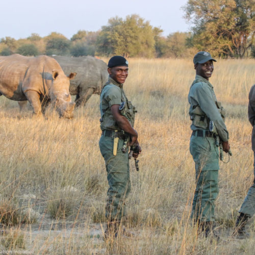 a guided safari walk with rhino camelthorn