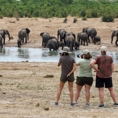 Imvelo Safari Lodges - USA Fam - On foot with the Elephants at Mbazu on pump run to Jozi (1 of 1)-12