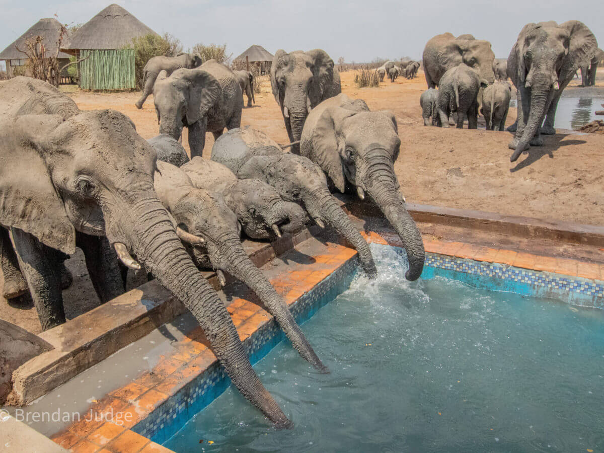 Elephants drinking water from a swimming pool