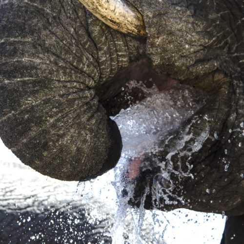 close-up of an elephant drinking water
