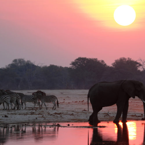 Elephants and zebra at a watering hole at sunset
