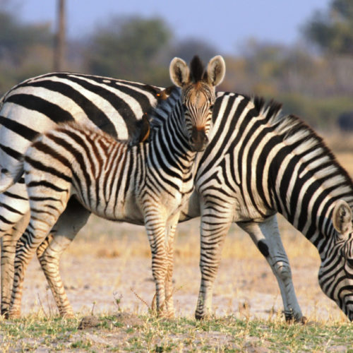 zebra and its young in the bush