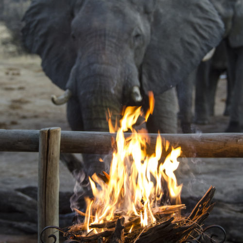 bonfire in front of an Elephant