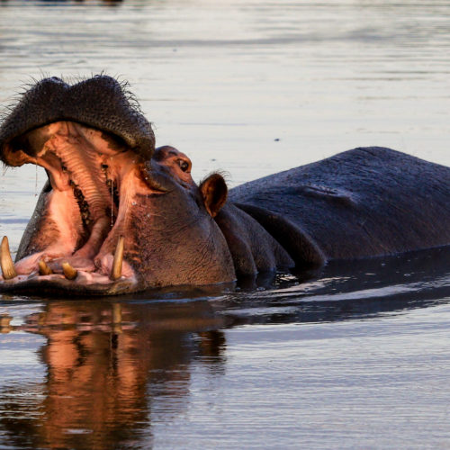 a hippo in the water