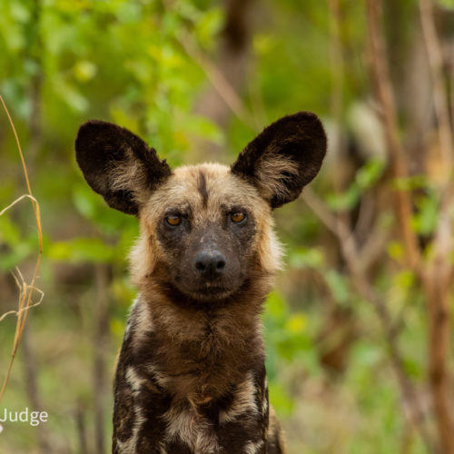portrait of the head of a wild dog