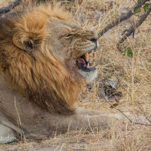 a snarling male lion