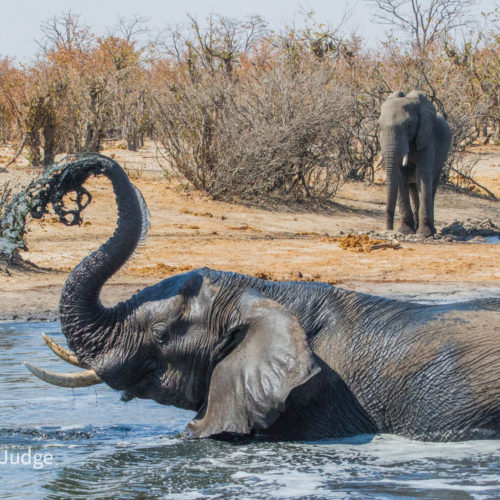 Elephant swimming in watering hole