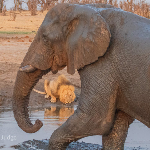 Elephant and lion at a watering hole