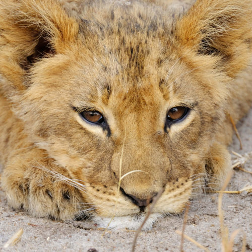 baby lion cub face portrait