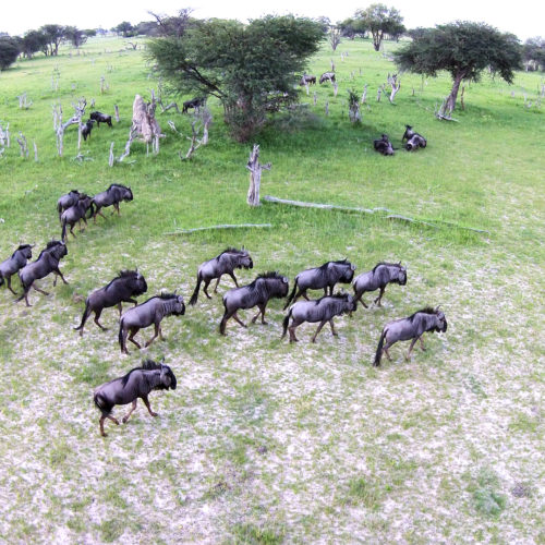 Zimbabwe-hwange-Camelthorn-unique-safari-experiences-africa-hidden-gems - credit Duncan watson