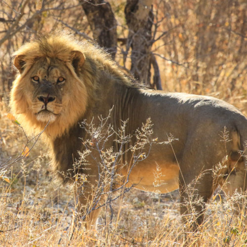 a male lion facing the camera in the bush