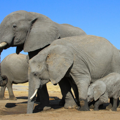 Elephants at Jozibanini