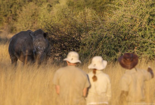 guided walk in the bush with rhino
