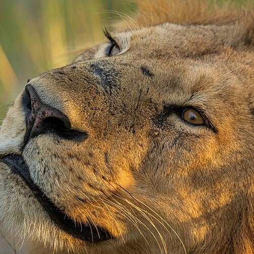 GAS Safaris 2026 (27)