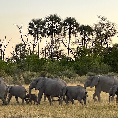 GAS Safaris 2026 (31)