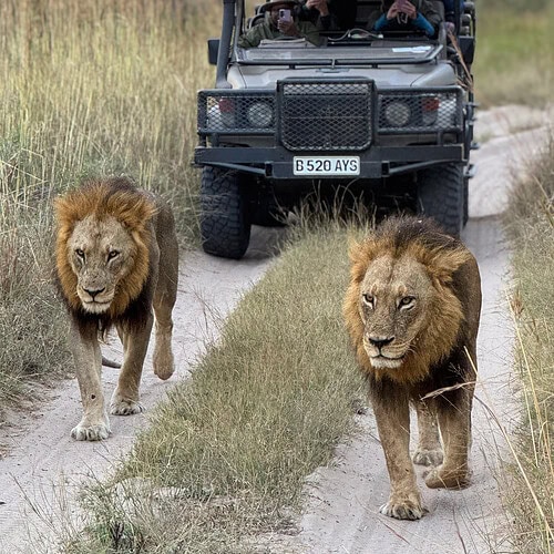 GAS Safaris 2026 (35)