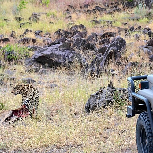 GAS Safaris 2026 (37)