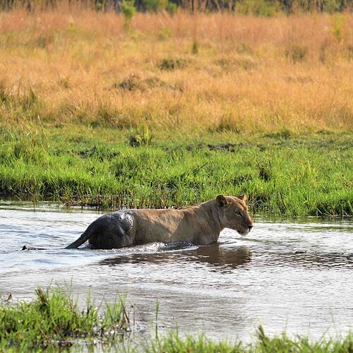 GAS Safaris 2026 (38)