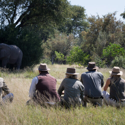 a bush walk with tourists crouched watching an elephant on a Golden Africa Safari