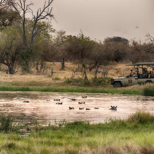 a safari vehicle parked next to a waterhole watching hippos on a Golden Africa Safari