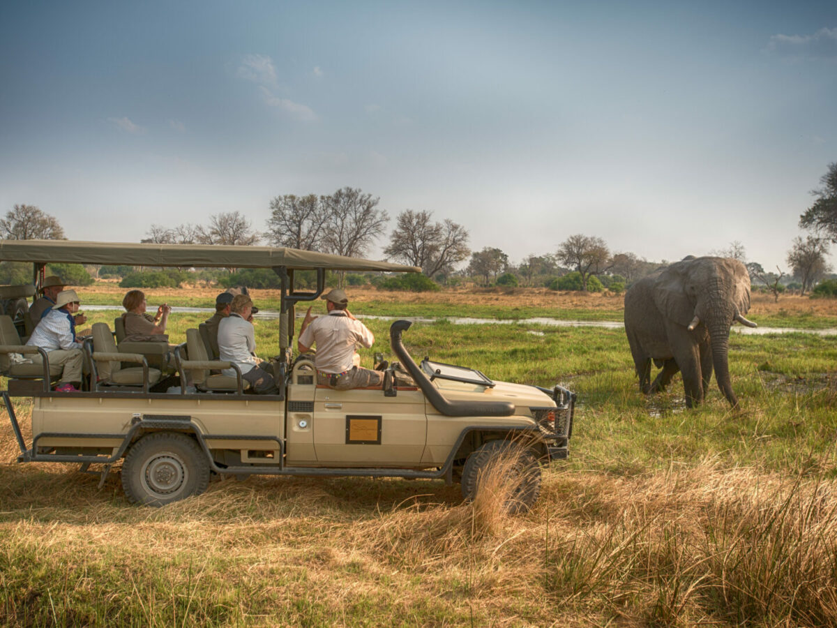 tourists watching a elephant from a vehicle on a Golden Africa Safari