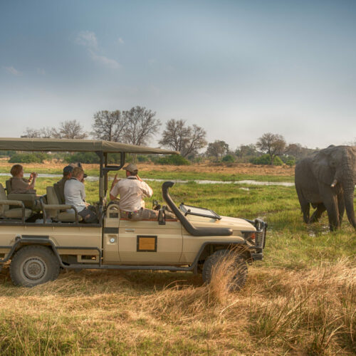 tourists watching a elephant from a vehicle on a Golden Africa Safari