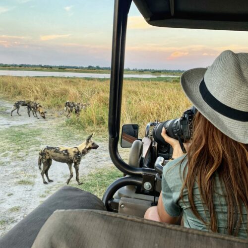 wild dogs standing in the bush being pictured by a woman on a Golden Africa Safari