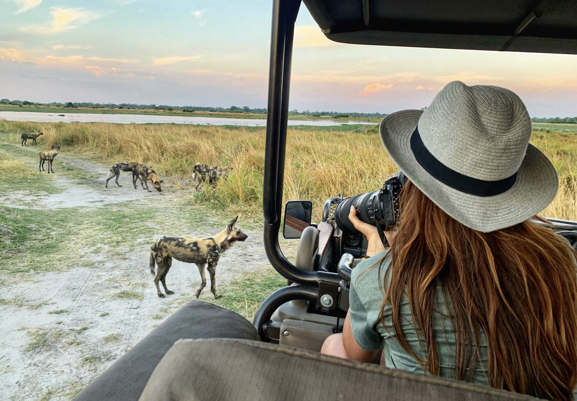 wild dogs standing in the bush being pictured by a woman on a Golden Africa Safari
