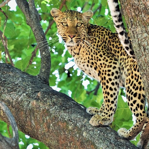 Golden Africa Safaris - Safari Experiences (13)