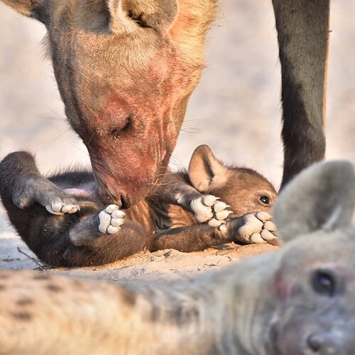 Golden Africa Safaris - Safari Experiences (14)