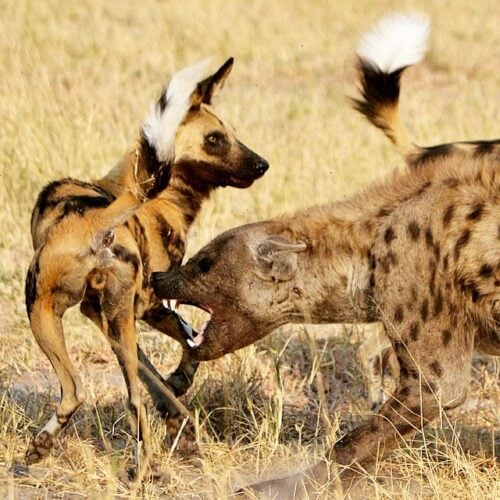 Golden Africa Safaris - Safari Experiences (20)